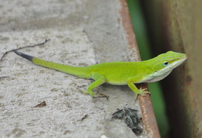 DSC_0729b.JPG