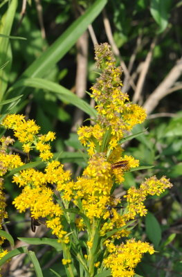 DSC_0812b.JPG