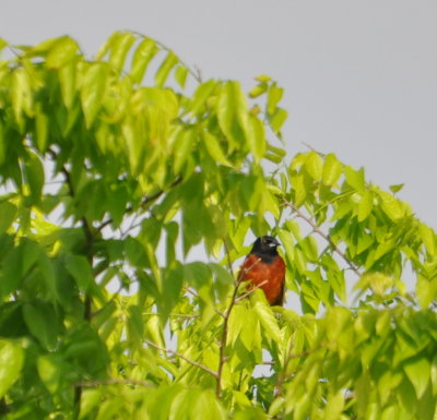 DSC_0878b.JPG