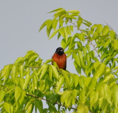 DSC_0886b.JPG