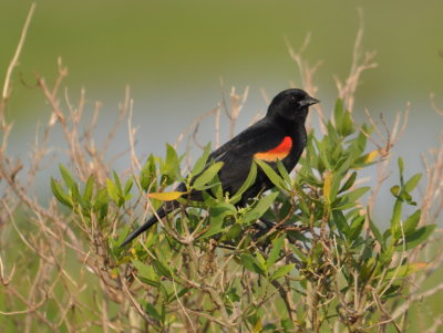DSC_0965b.JPG