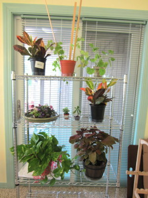 Jackie organized the new plants on the plant cart.