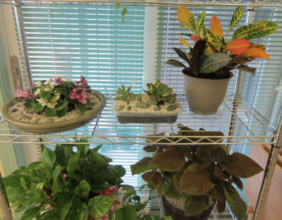 Mary and Jackie bought some decorative rocks and Jackie did more work on the plants.