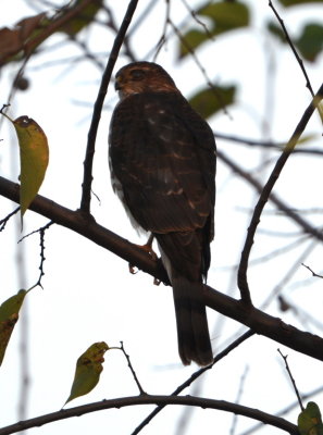 DSC_0858b.JPG