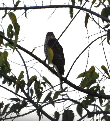 DSC_0863b.JPG