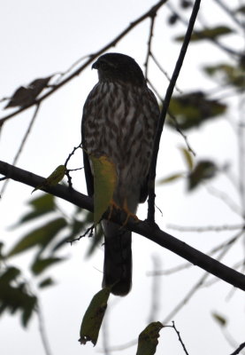 DSC_0914b.JPG