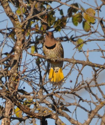 DSC_0663b.JPG