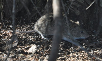 Rodent
Mitch Park, Edmond, OK
OCAS field trip