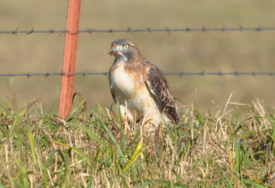 Red-tailed Hawk with full crop
along 50th between Sara Rd and Mustang Rd