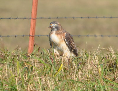 DSC_0688b.JPG