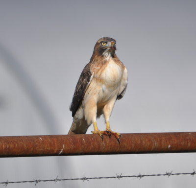 DSC_0708b.JPG
