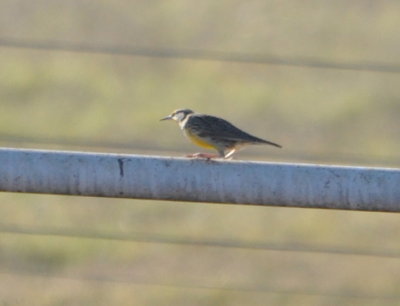Meadowlark
Mustang Rd north of 50th