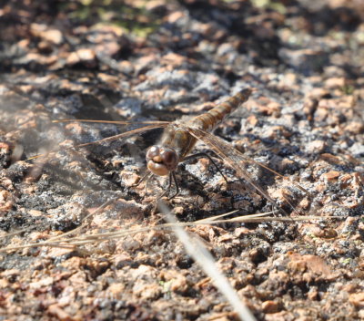 Variegated Meadowhawk, female
Wichita Mtns NWR, OK