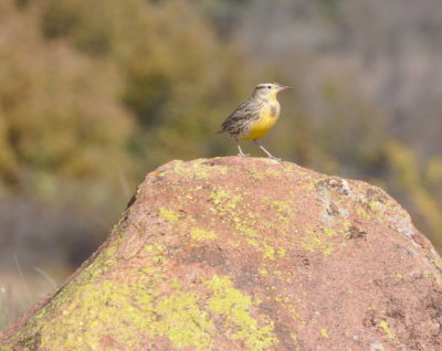 DSC_0975b.JPG