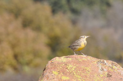 DSC_0984b.JPG