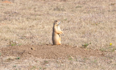 DSC_0988b.JPG
