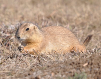 DSC_1004b.JPG