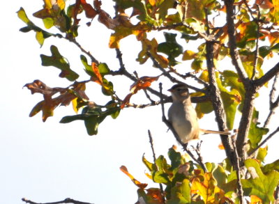 DSC_1096b.JPG