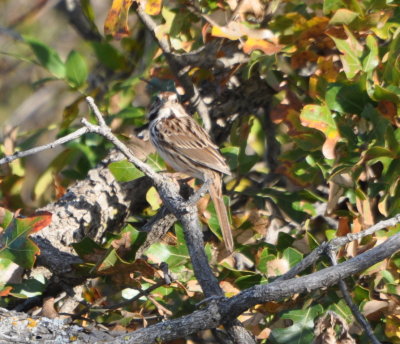 Song Sparrow
