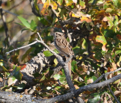 DSC_1126b.JPG