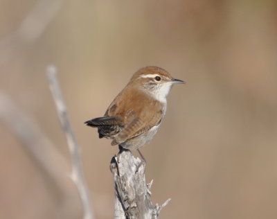 DSC_1184b.JPG