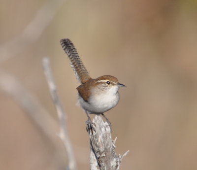 Bewick's Wren