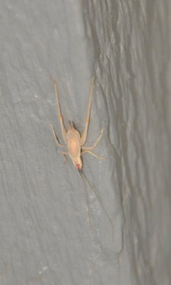 Tree Cricket
Dome garage door, OKC
Color is similar to http://bugguide.net/node/view/695546
or http://bugguide.net/node/view/1157268
which is Oecanthus californicus