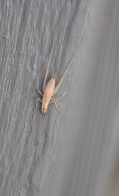 DSC_1307b.JPG