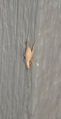 DSC_1308b.JPG