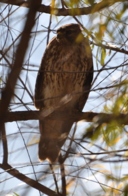 Juvenile Red-shouldered Hawk
behind back fence, Dome