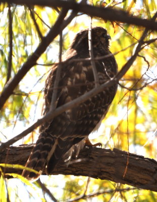 DSC_1395b.JPG