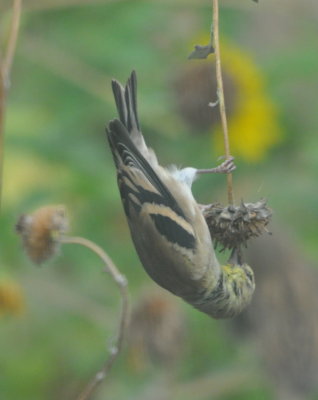 American Goldfinch
on sunflower, backyard, Dome