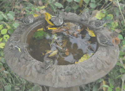 DSC_0539b.JPG