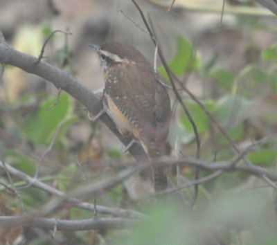 Carolina Wren
backyard, Dome