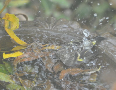 DSC_0585b.JPG