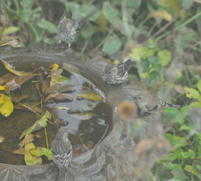 Pine Siskins and American Goldfinch
birdbath, backyard, Dome