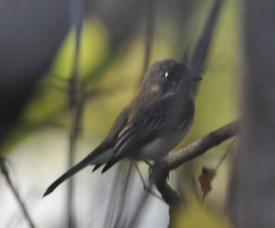 Eastern Phoebe
backyard, Dome
