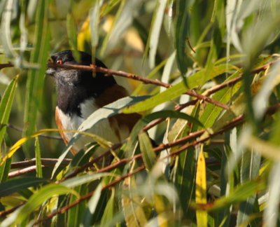 DSC_0285b.JPG