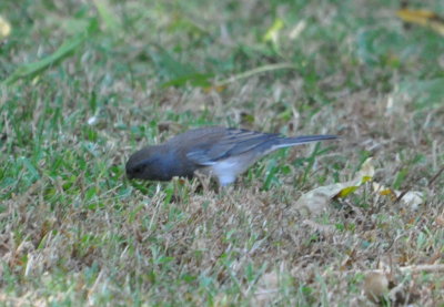 FOS Dark-eyed Junco