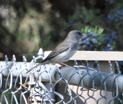 FOS Dark-eyed Junco at back of yard