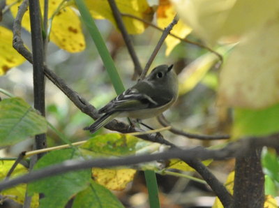 Ruby-crowned Kinglet