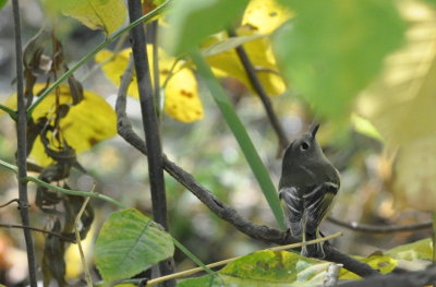 Ruby-crowned Kinglet