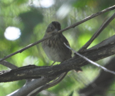 Lincoln's Sparrow
