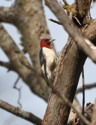 Red-headed Woodpecker, Lake Ft Gibson hiking trail