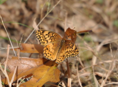Butterfly along Eagle's Roost Trail at Lake Ft Gibson, OK
