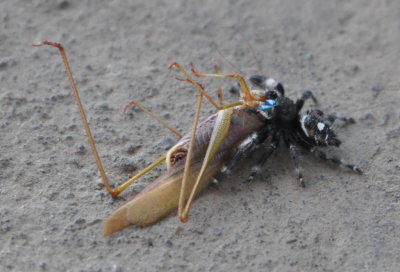 Jumping Spider with Katydid
at gas station east of Lake Ft Gibson dam