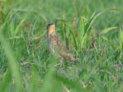 DSC_0443b.JPG