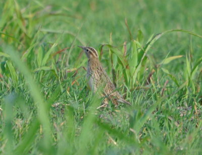DSC_0446b.JPG