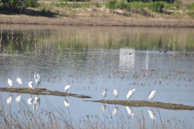 Row of Snowy Egrets
Pond at Hagerman National Wildlife Refuge, TX
OOS Fall meeting field trip