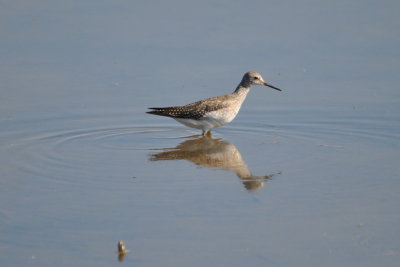 Lesser Yellowlegs
Hagerman NWR, TX